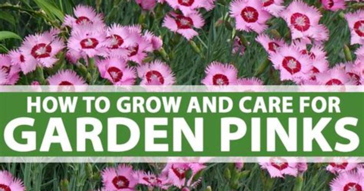 How Do You Grow Pinks