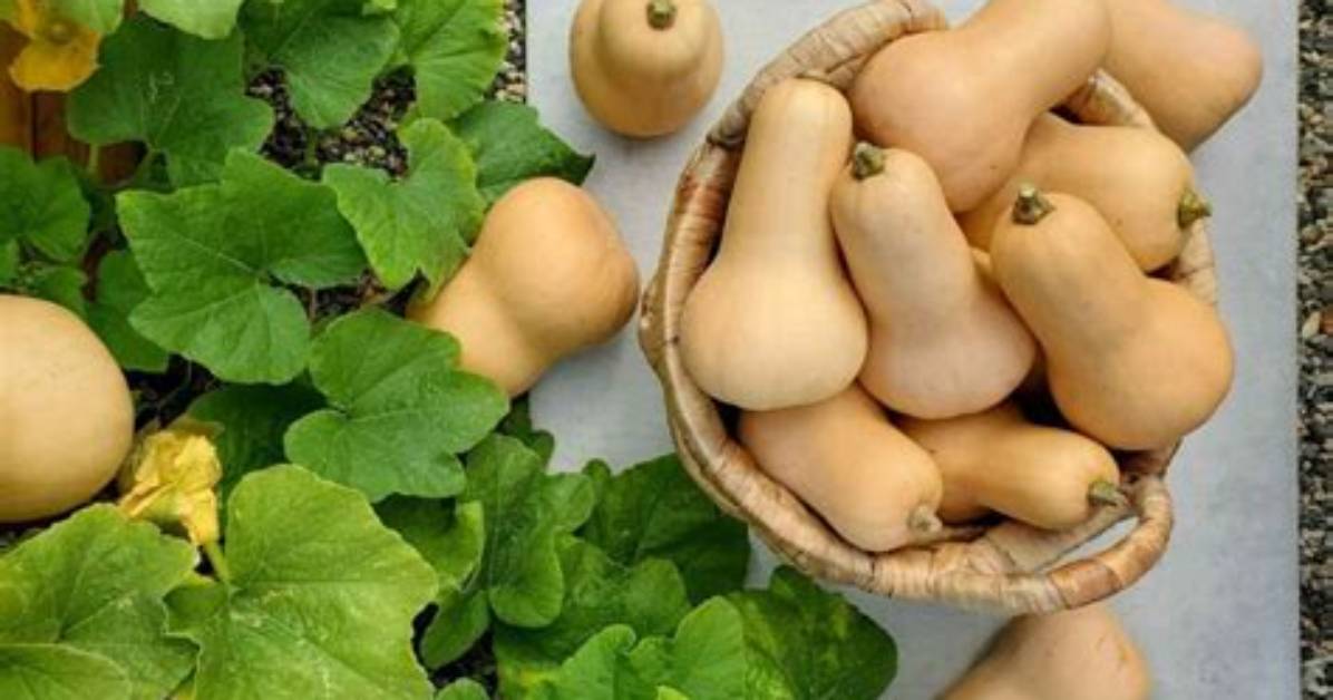 How Do You Grow Pumpkin Squash