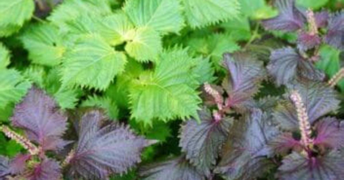 How Do You Grow Red Shiso?