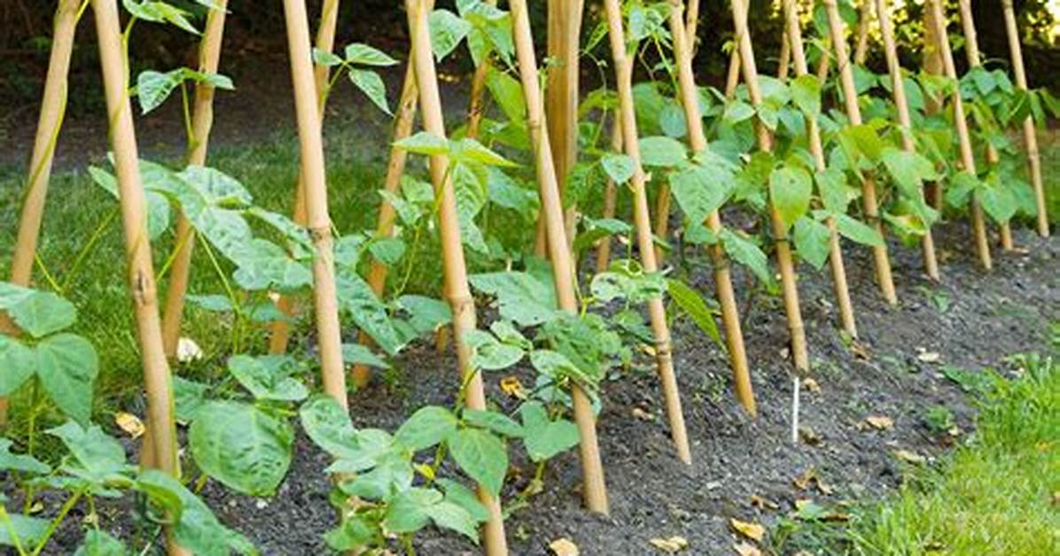 How Do You Grow Runner Beans from Canes