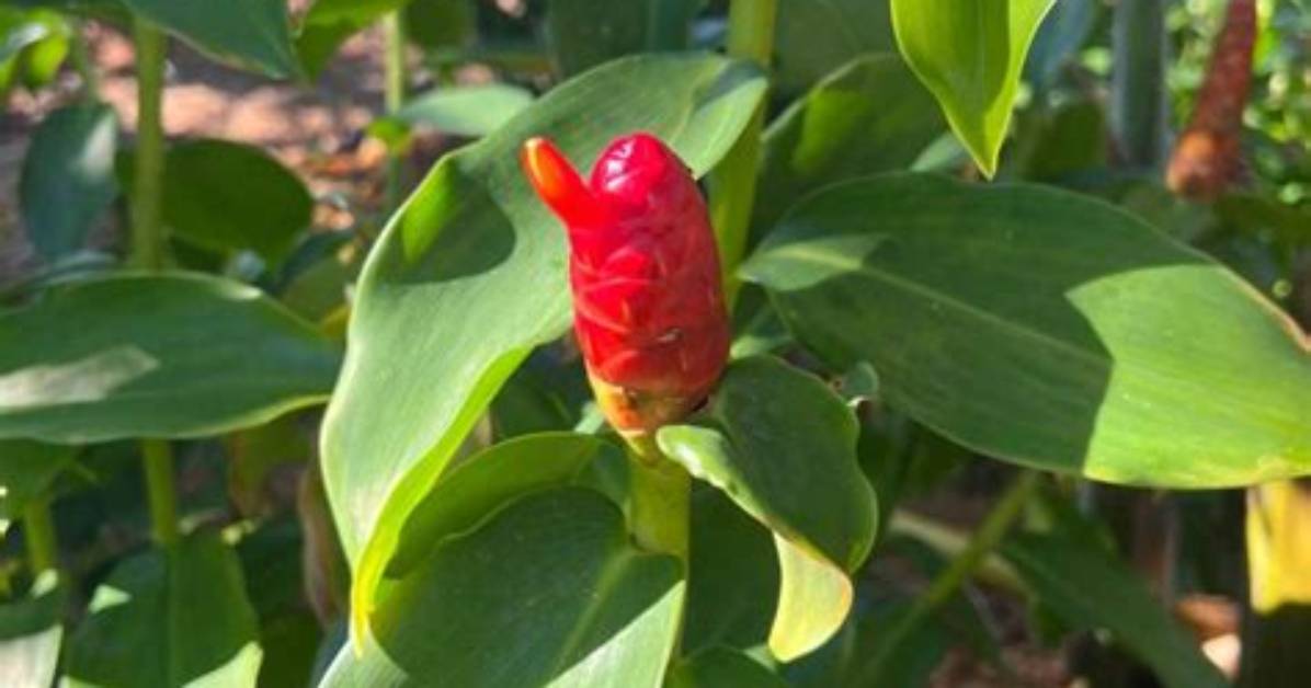 How Do You Grow Spiral Ginger