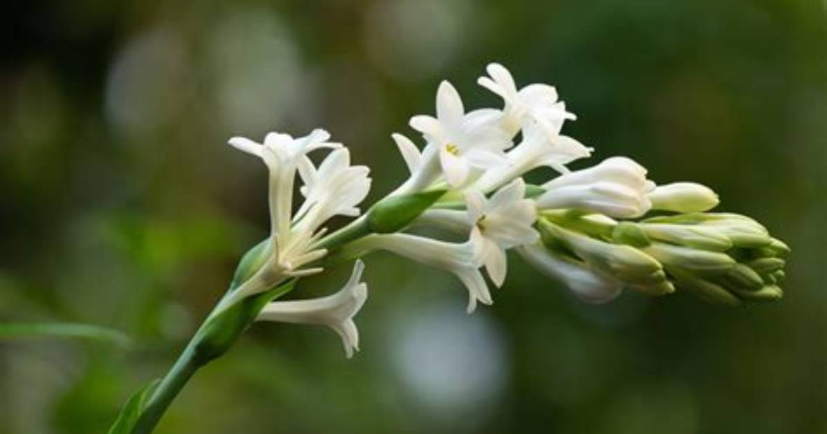 How Do You Grow Tuberose