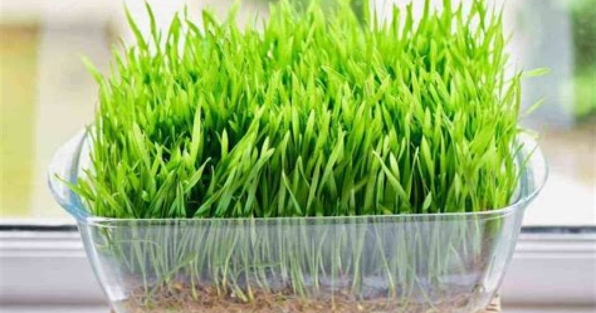 How Do You Grow Wheatgrass
