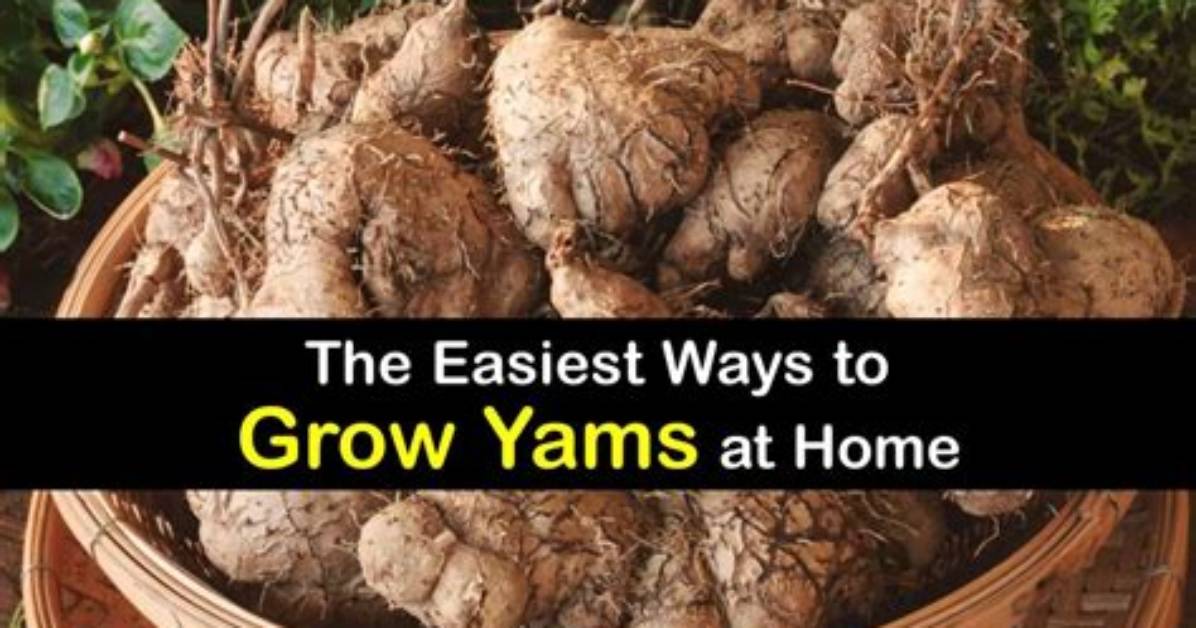 How Do You Grow Yam Beans