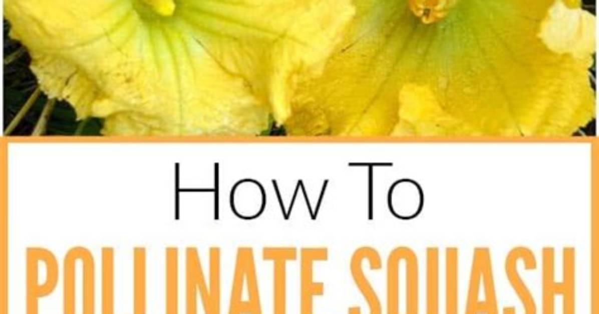 How Do You Hand Pollinate Yellow Squash