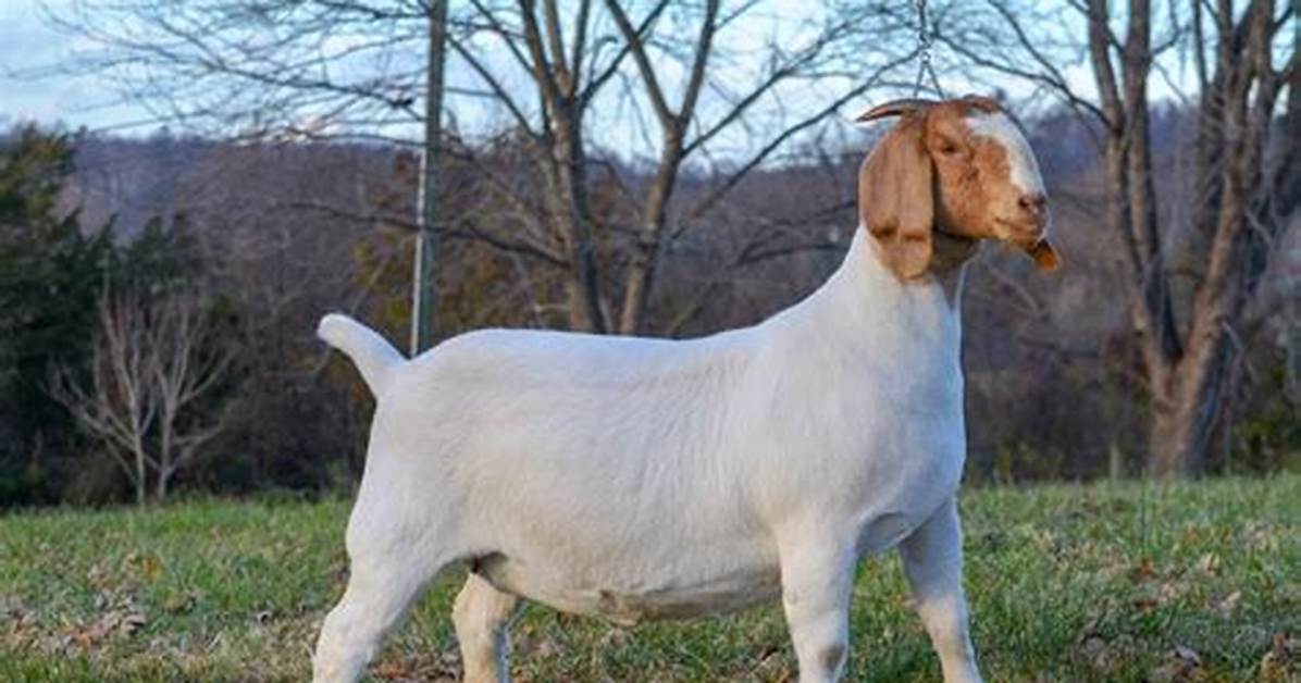 How Do You Handle a Goat