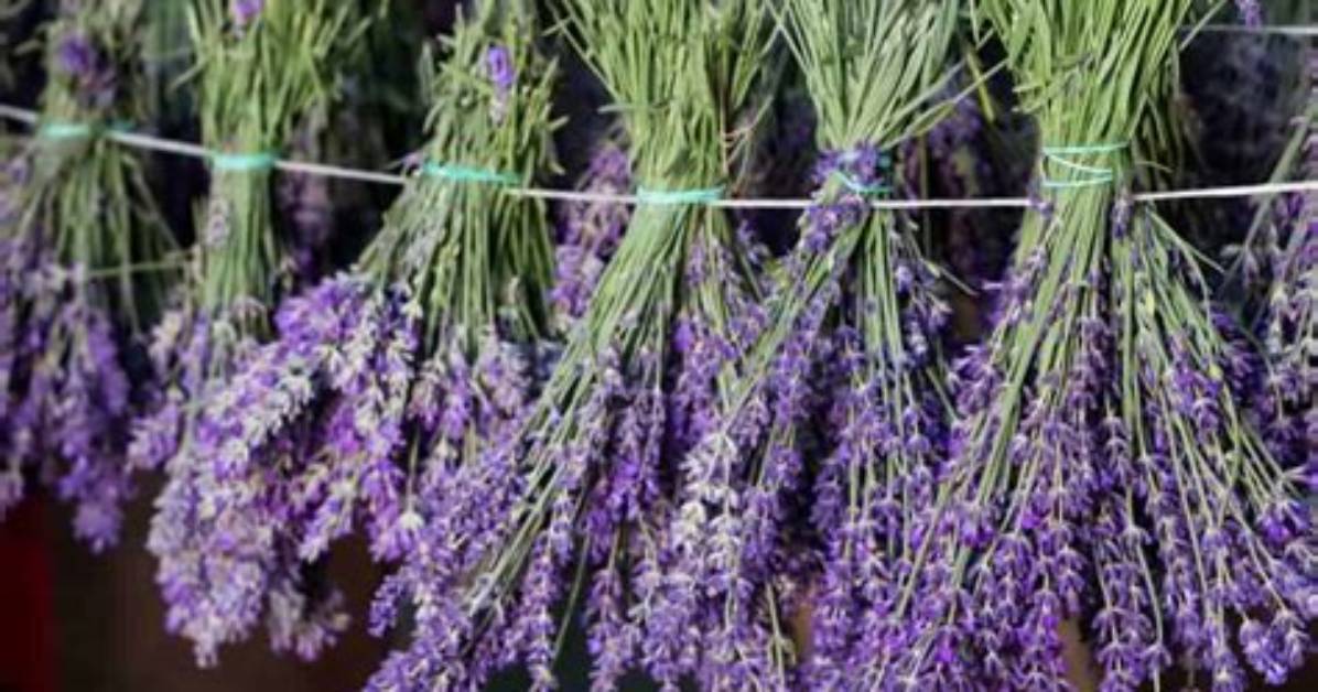How Do You Hang Lavender