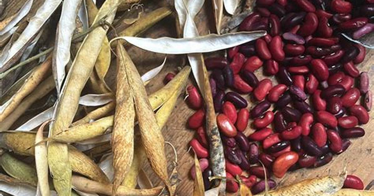 How Do You Harvest Red Beans?