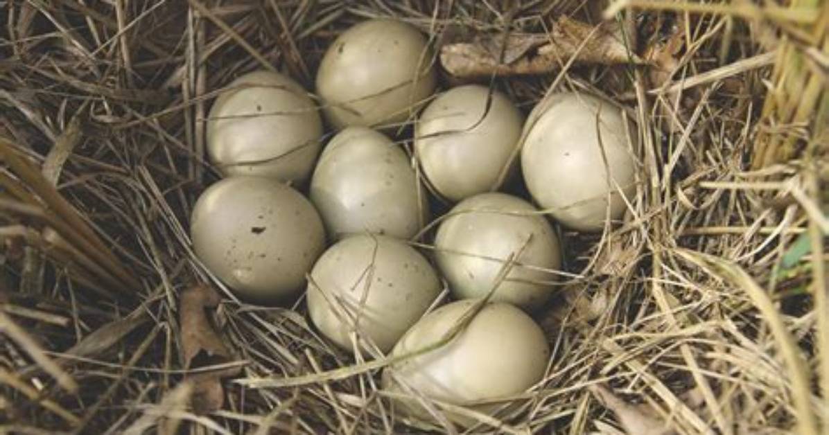 How Do You Hatch Pheasant Eggs in Incubator
