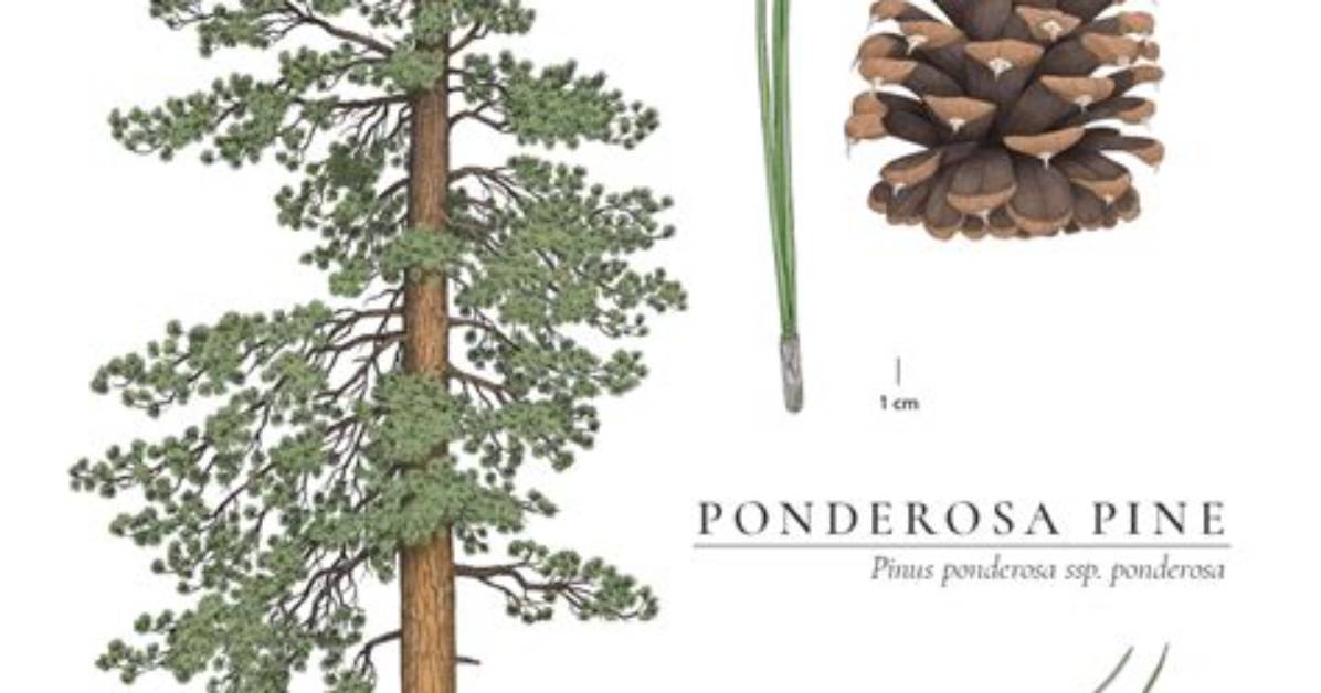 How Do You Identify a Ponderosa Pine