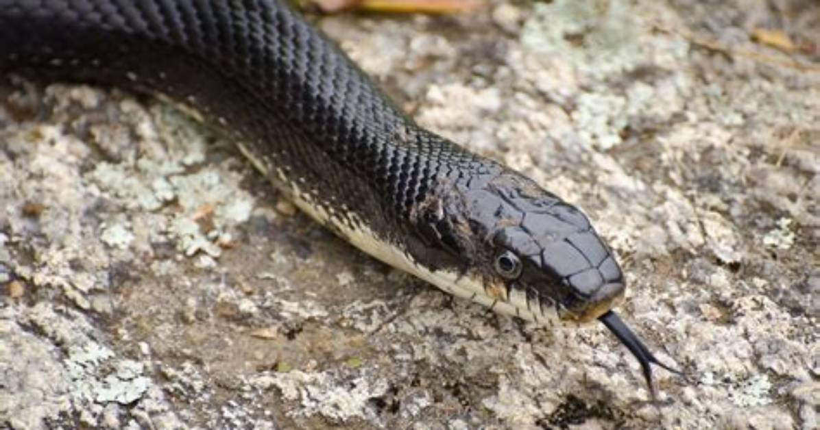 How Do You Identify a Rat Snake