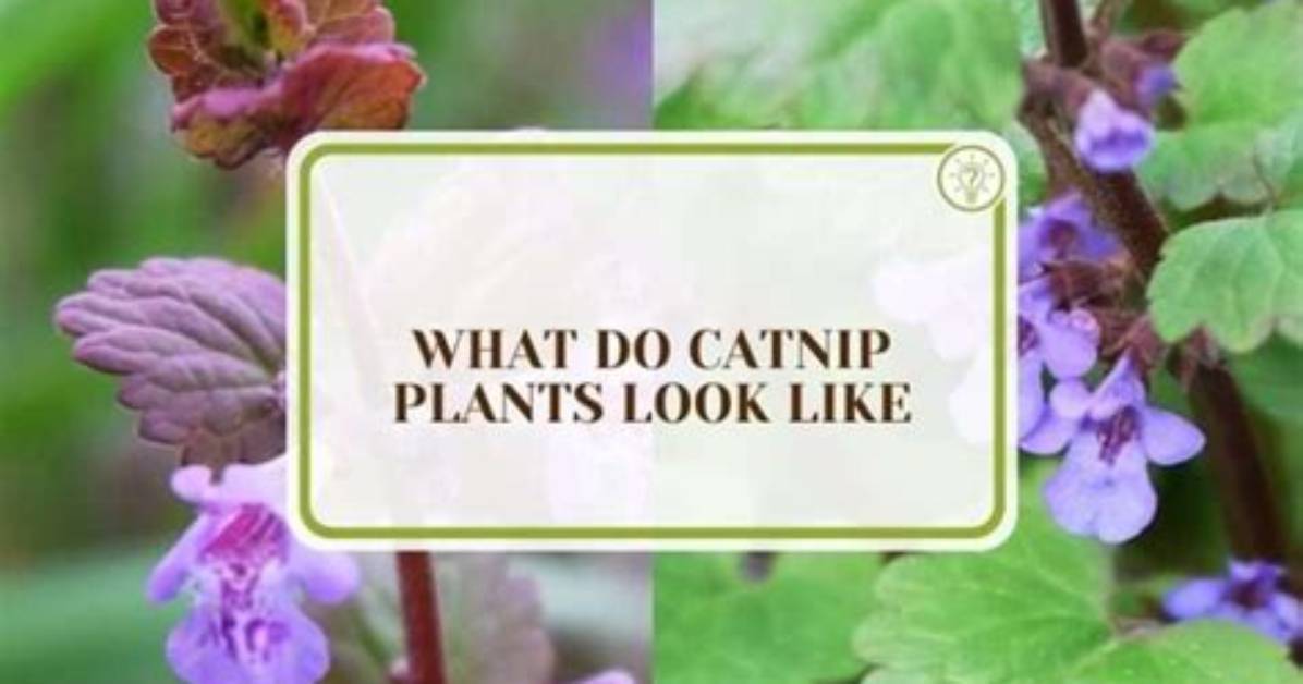 How Do You Identify Catnip Plants?