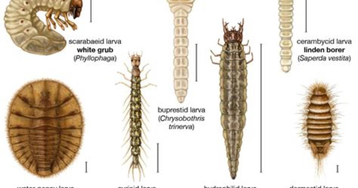 How Do You Identify Larva