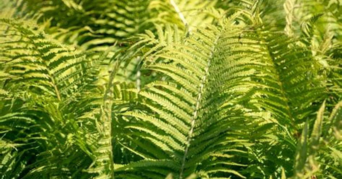 How Do You Identify Ostrich Ferns?