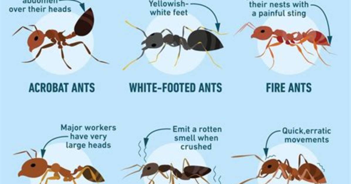 How Do You Identify Pavement Ants
