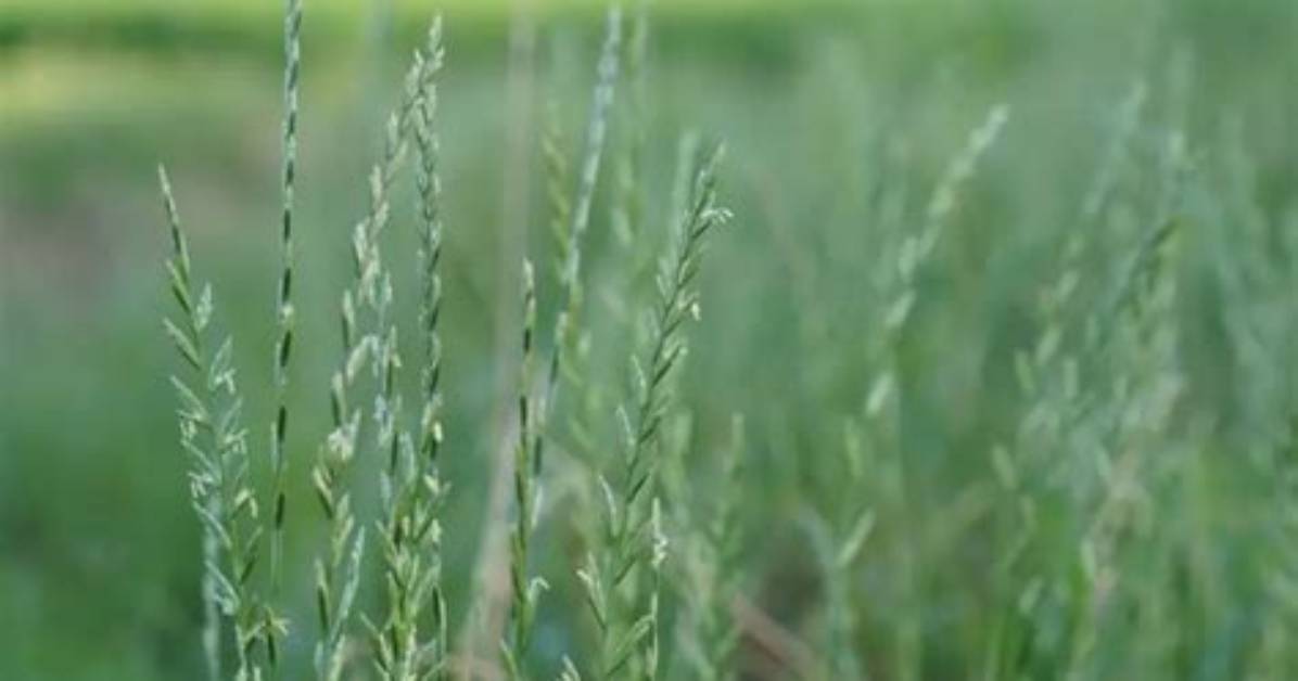 How Do You Identify Ryegrass