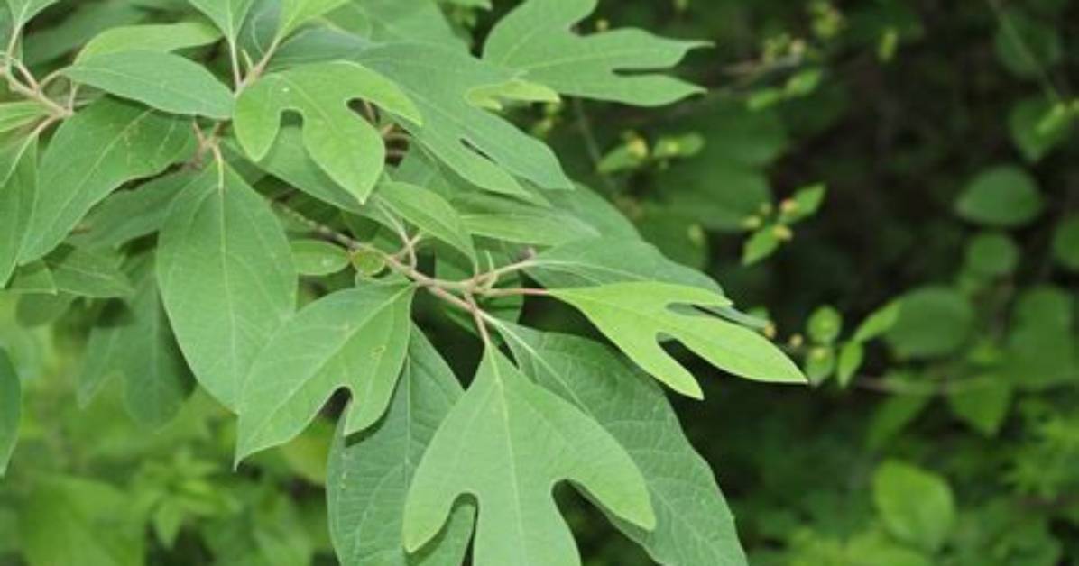 How Do You Identify Sassafras