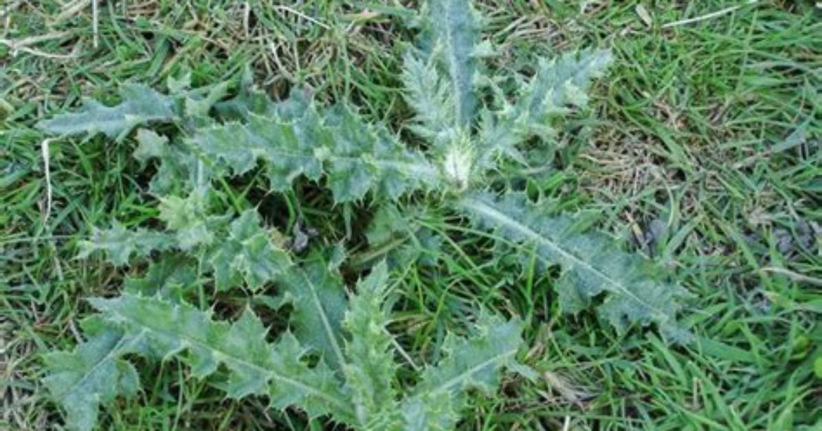 How Do You Identify Thistles
