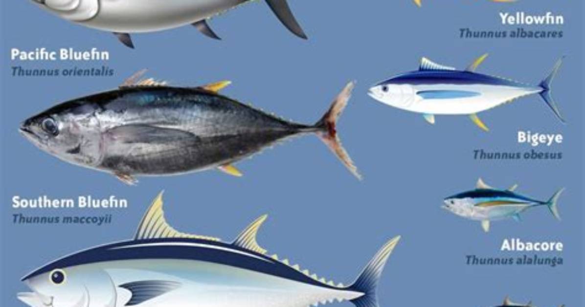How Do You Identify Tuna