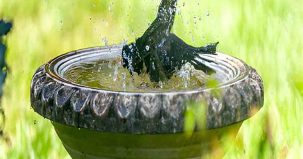 How Do You Keep a Bird Bath from Freezing?