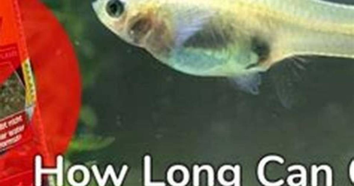 How Do You Keep a Mosquito Fish Alive