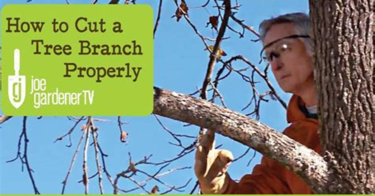 How Do You Keep a Tree Branch Alive