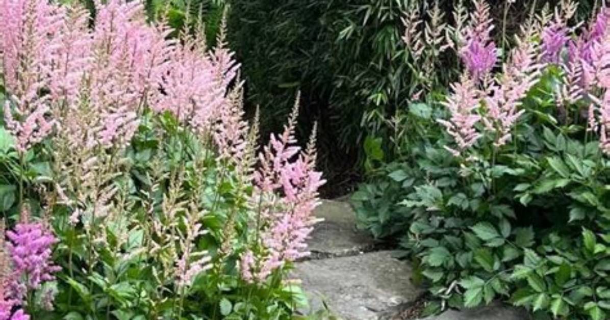 How Do You Keep Astilbe Blooming All Summer