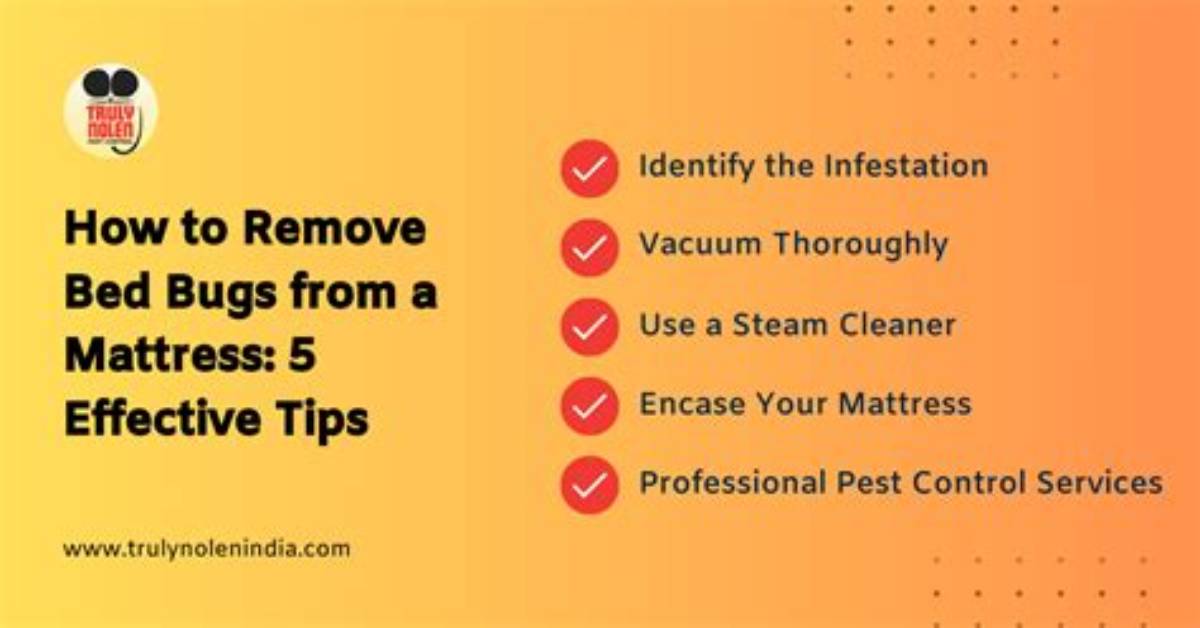 How Do You Keep Bed Bugs off Your Clothes?