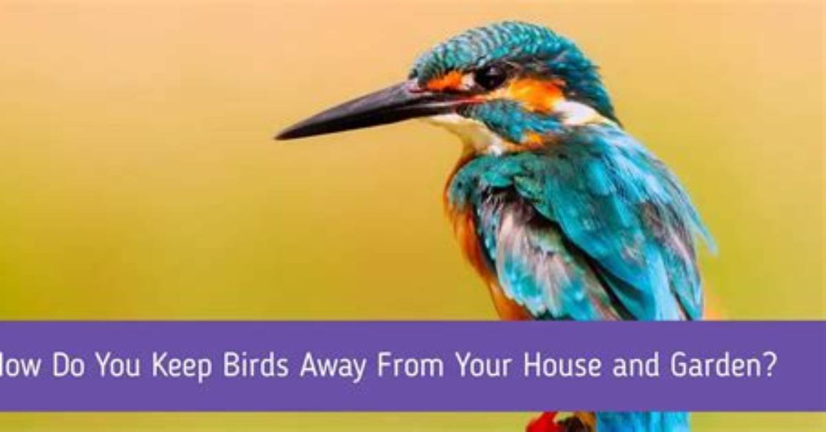 How Do You Keep Birds Away from Tomato Plants?
