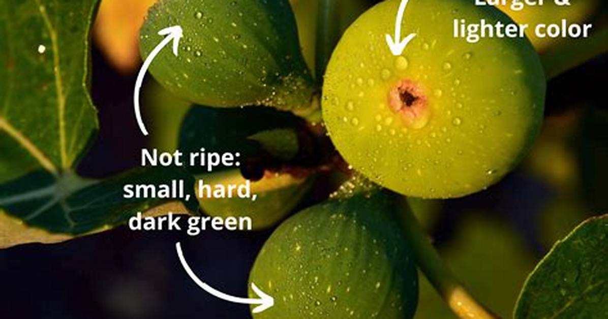 How Do You Keep Creeping Figs from Spreading