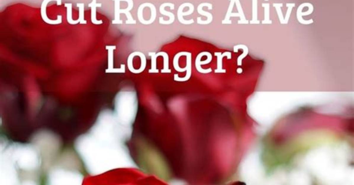 How Do You Keep Cut Roses Alive