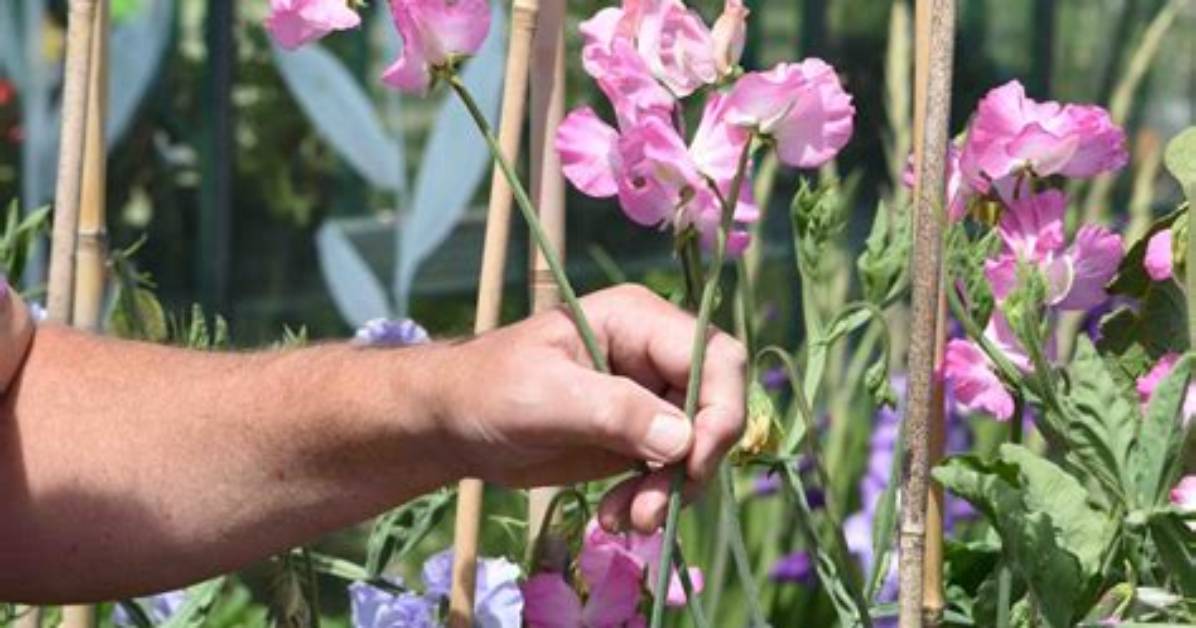 How Do You Keep Cut Sweet Peas Fresh