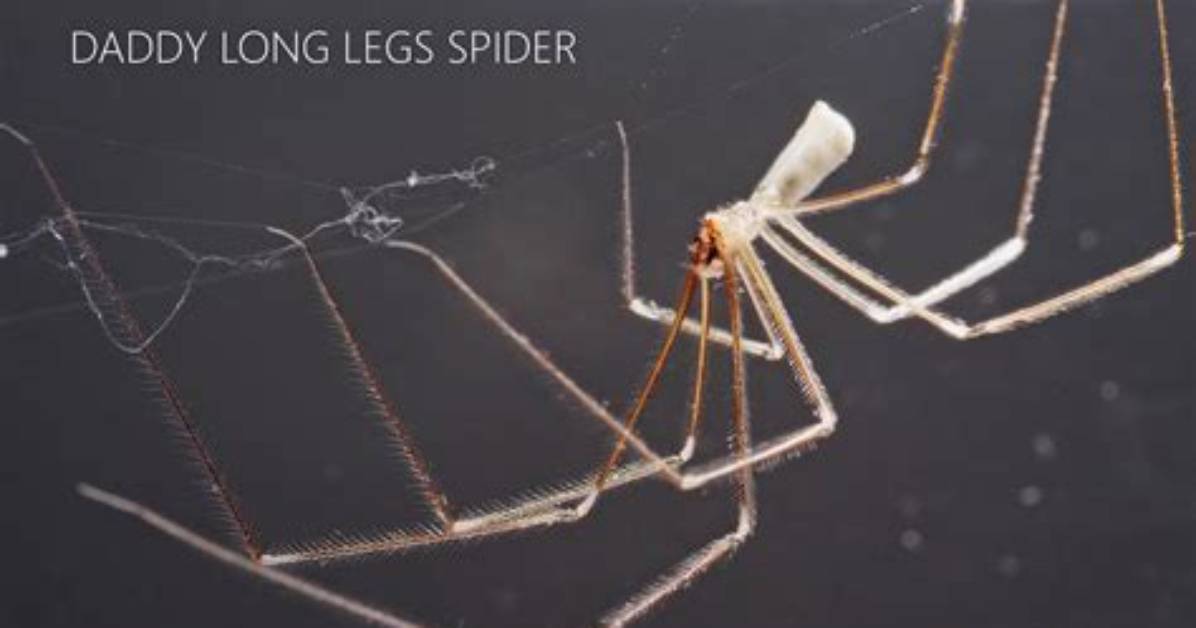 How Do You Keep Daddy Long Leg Spiders Away