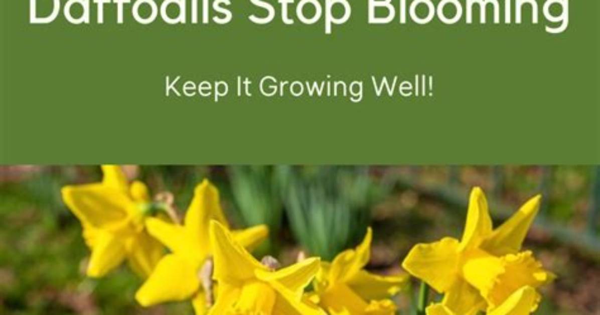 How Do You Keep Daffodils Blooming
