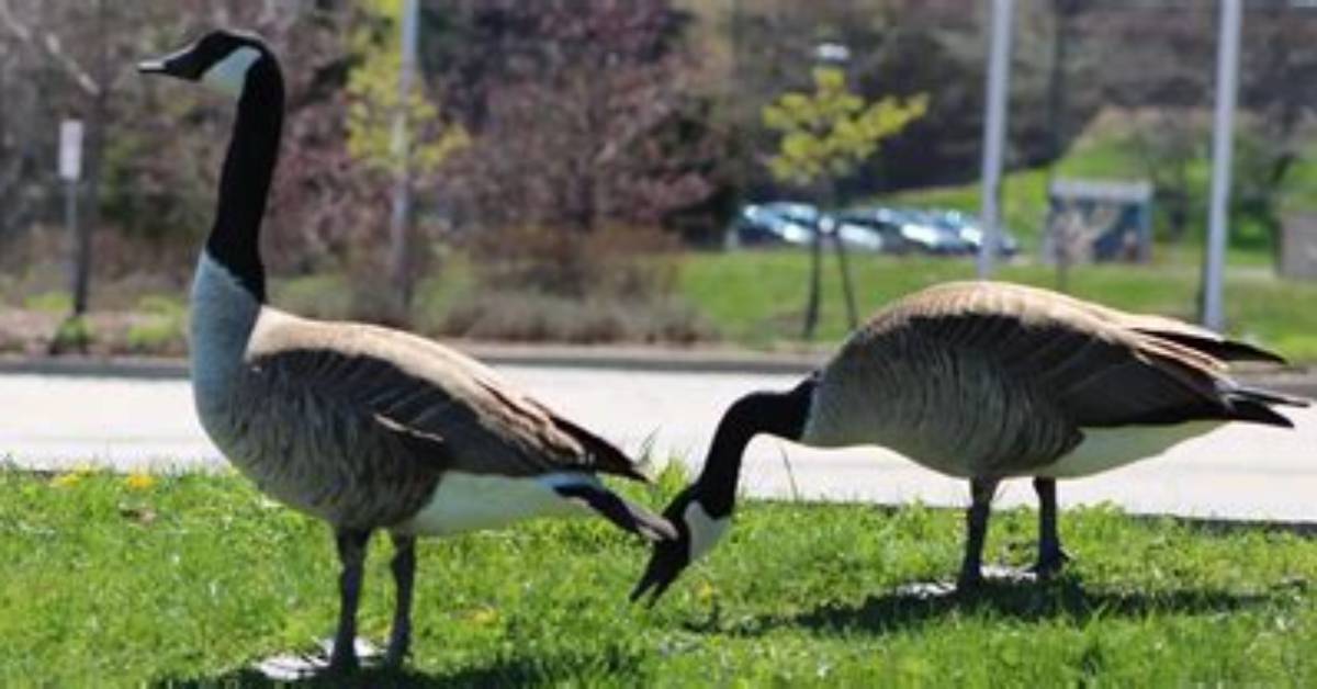 How Do You Keep Geese off Your Lakefront Property?