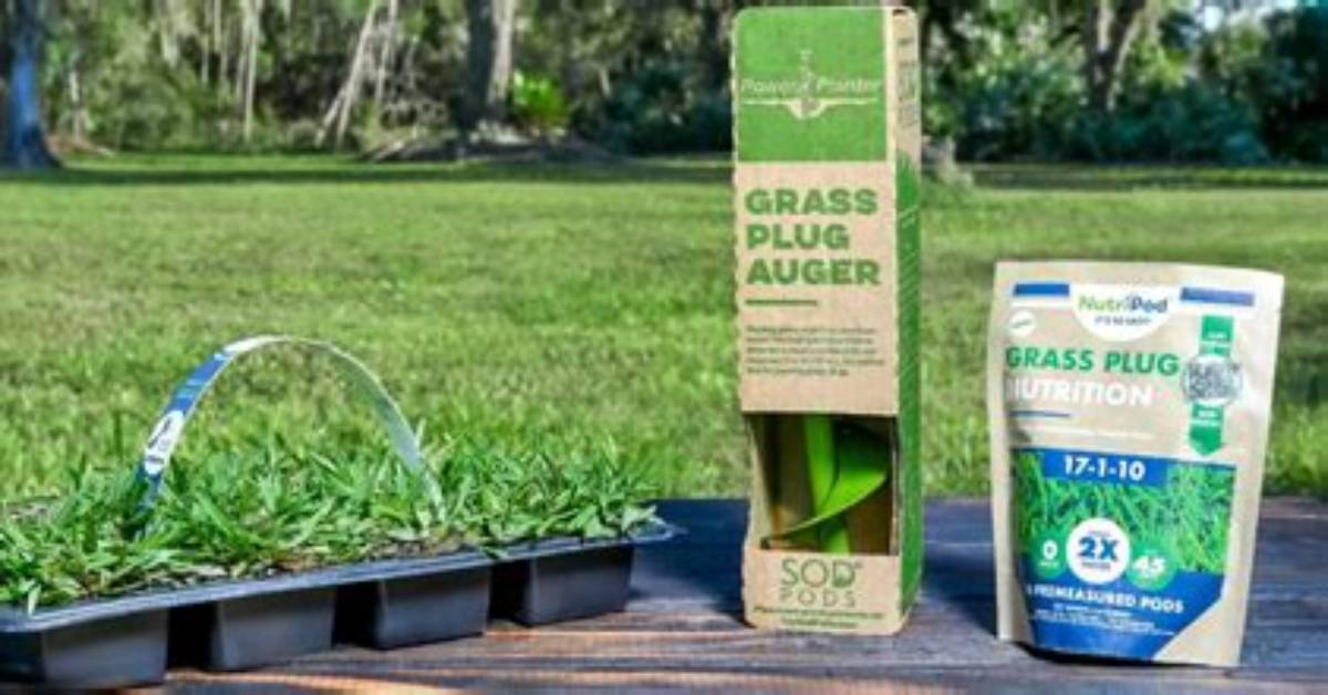 How Do You Keep Grass Plugs Alive