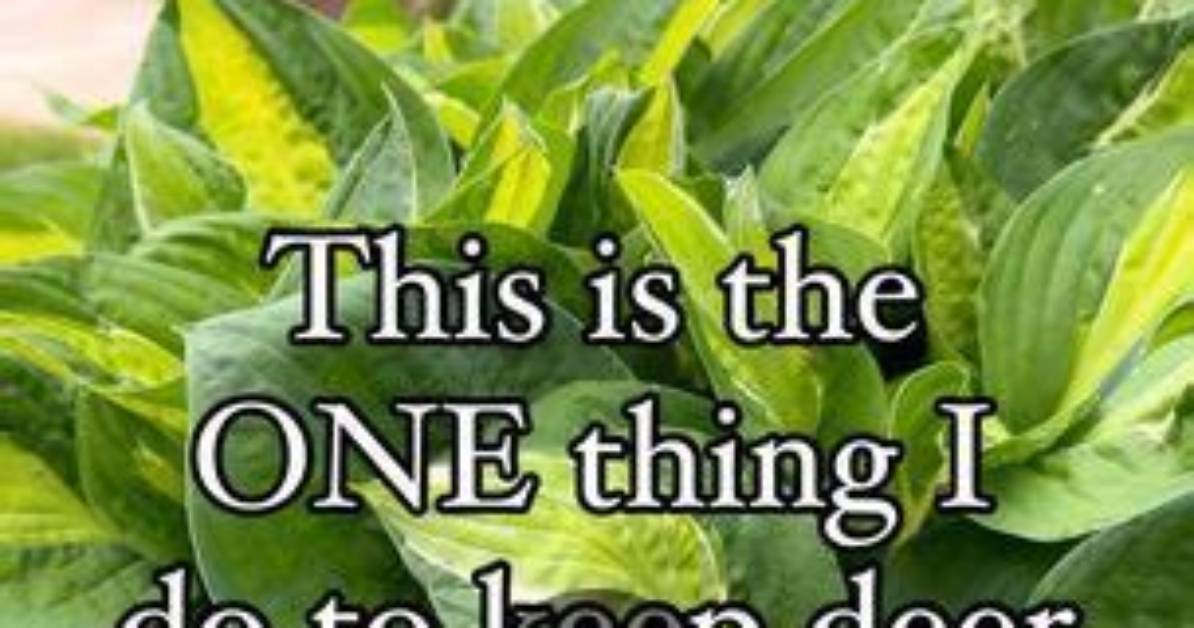 How Do You Keep Hostas from Eating