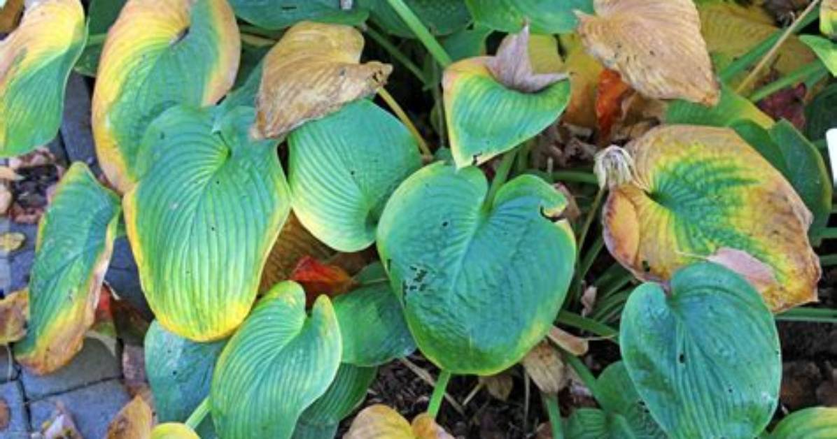How Do You Keep Hostas from Turning Brown