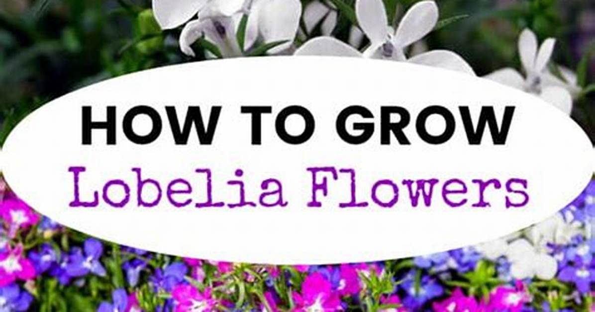 How Do You Keep Lobelia Alive