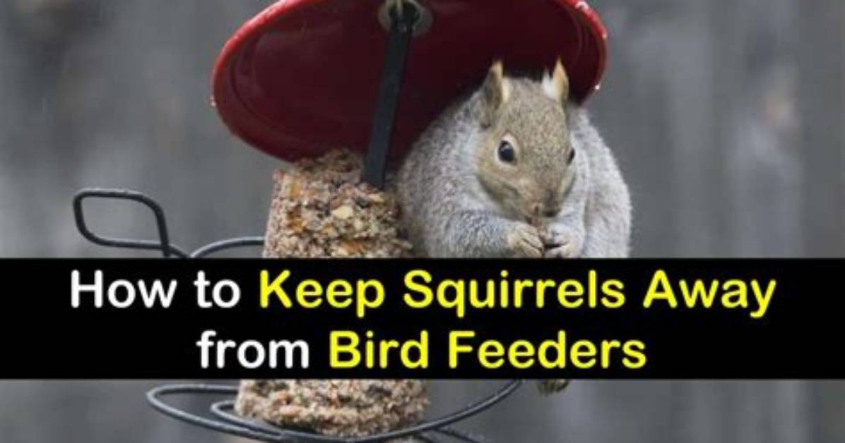 How Do You Keep Squirrels Away from Tomato Plants?