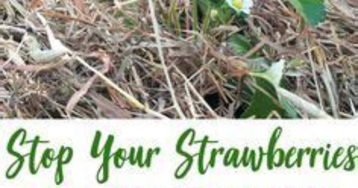 How Do You Keep Strawberries from Rotting?