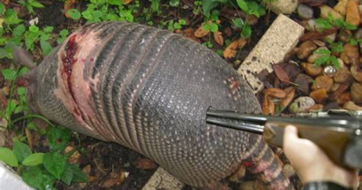 How Do You Kill a Armadillo?