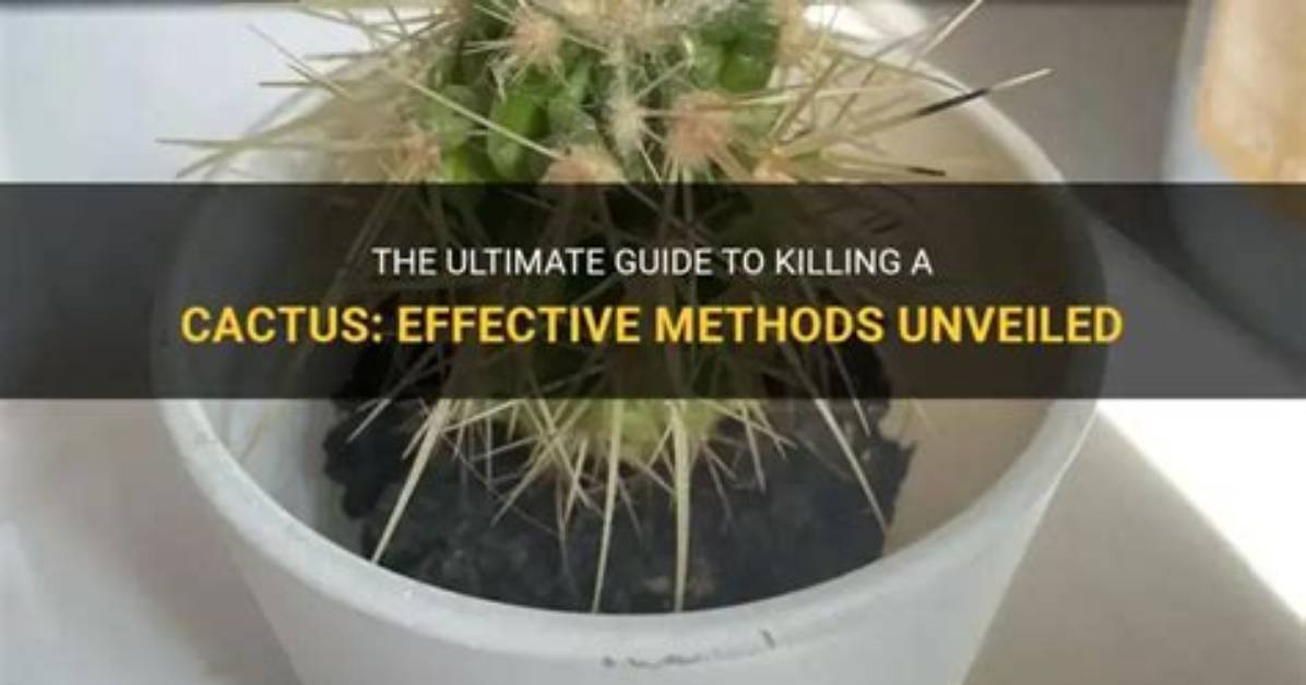How Do You Kill a Cactus