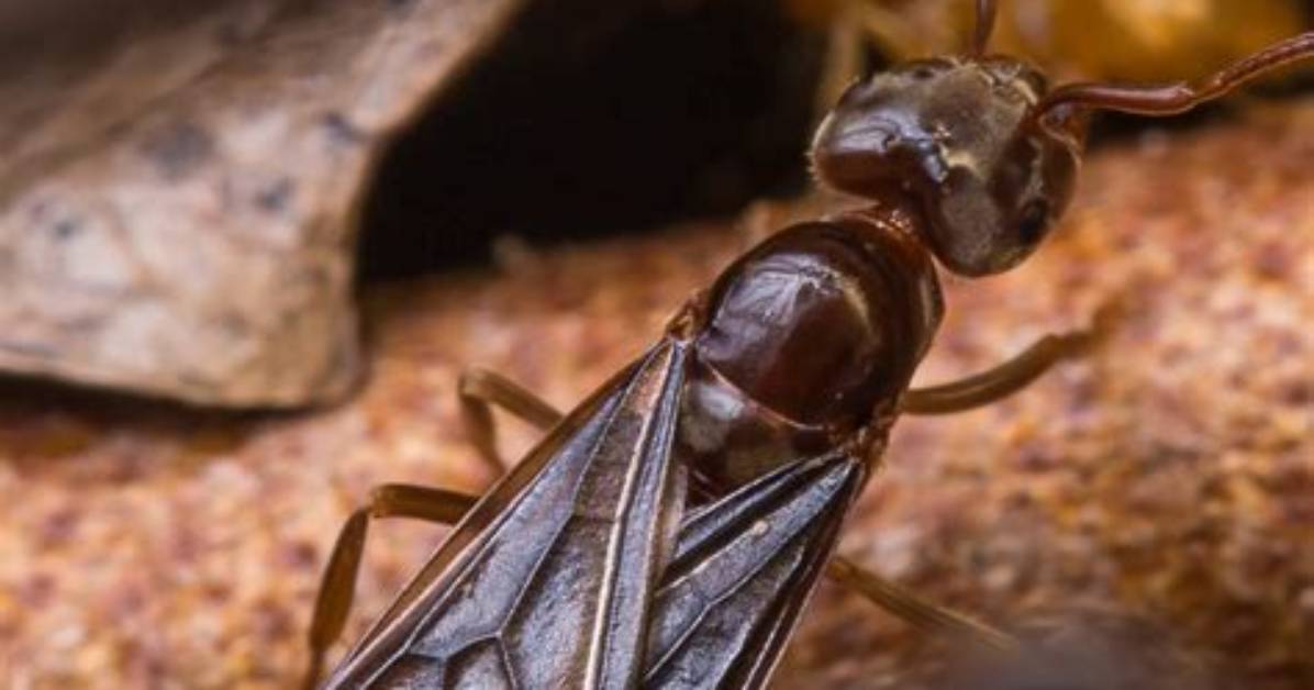 How Do You Kill a Carpenter Ant Colony