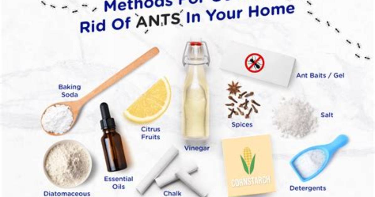 How Do You Kill a Large Ant Hill?