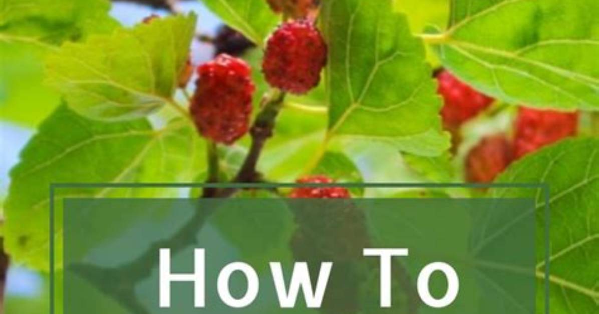 How Do You Kill a Mulberry Tree Without Cutting It Down