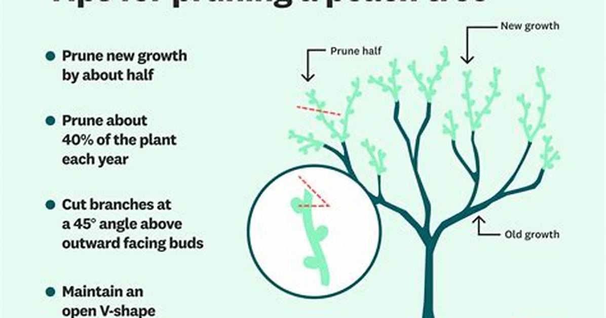 How Do You Kill a Peach Tree Borer