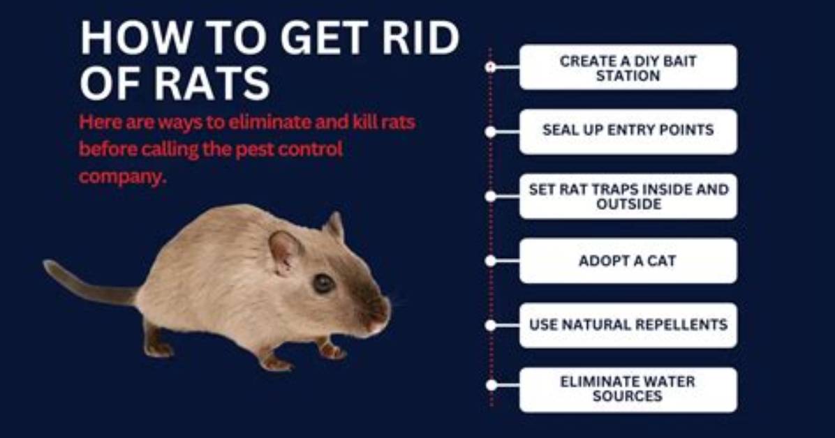 How Do You Kill a Rat with Poison