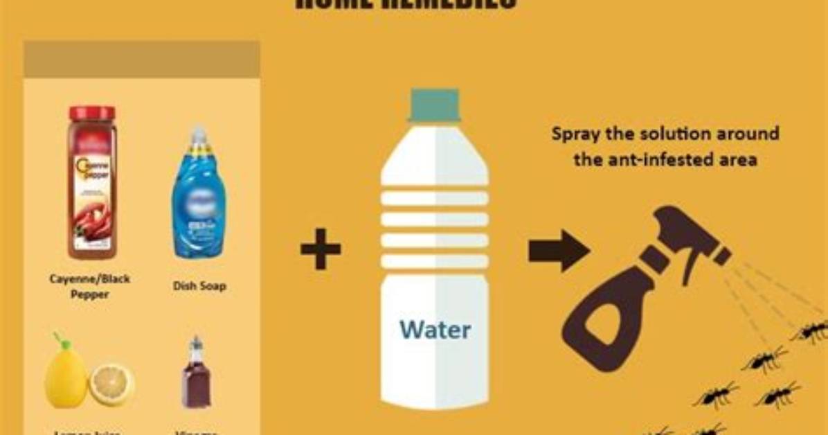 How Do You Kill Ants with Clorox