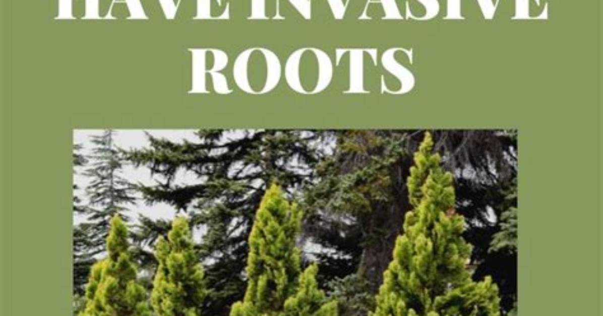 How Do You Kill Arborvitae Roots